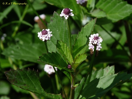 {Phyla lanceolata}